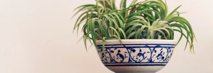 Grünpflanze in blauer Schale